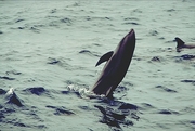 Melon-headed Whale Magnet