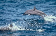 Spinner Dolphin Magnet