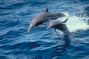 Spinner Dolphin