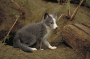 Arctic fox Mousepad