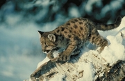 Cougar Magnet