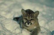 Cougar Magnet