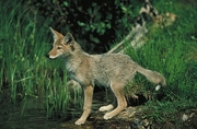 Coyote Mousepad