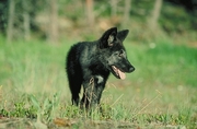 Grey Wolf Magnet