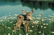 Mule Deer Magnet