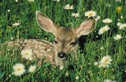 Mule Deer Magnet