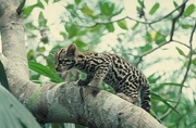 Ocelot T-Shirt