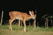 White-tailed deer Magnet
