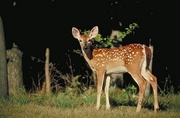 White-tailed deer Magnet