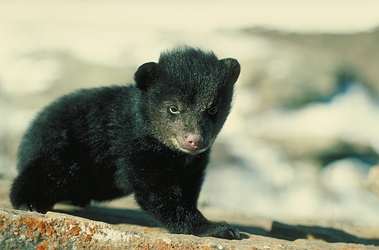 Black Bear