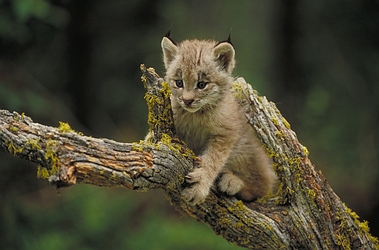 Canada Lynx