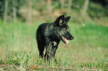 Grey Wolf
