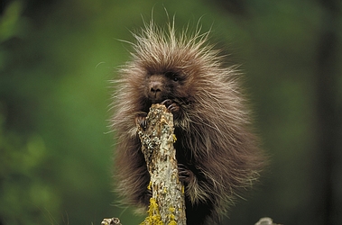 Porcupine