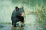 Black Bear picture