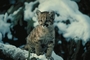 Cougar picture