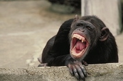 Chimpanzee Poster