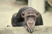 Chimpanzee Poster
