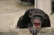 Chimpanzee Poster