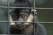 Francois Leaf Monkey Poster