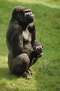 Lowland Gorilla Poster