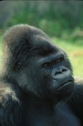 Lowland Gorilla Poster