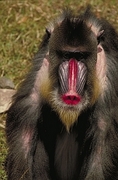 Mandrill Poster