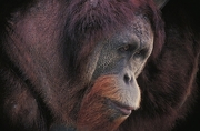 Orangutan Poster