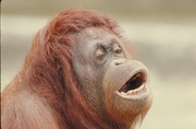 Orangutan Magnet