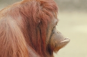 Orangutan Poster
