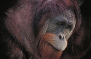 Orangutan Poster