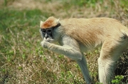 Patas Monkey Poster