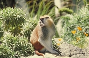 Patas Monkey Poster
