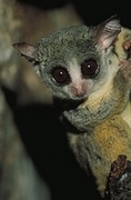 Senegalese Bush Baby Poster