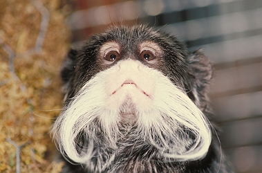 Emperor Tamarin