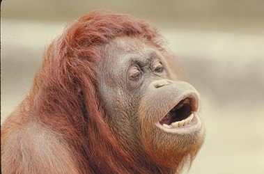 Orangutan
