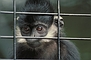 Francois Leaf Monkey picture