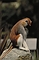 Patas Monkey picture