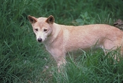Dingo Mousepad