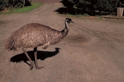 Emu Magnet