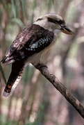 Kookaburra Magnet