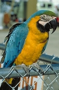 Blue And Gold Macaw  Magnet