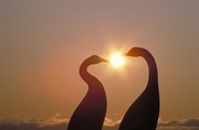 Cormorant Magnet