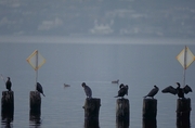 Cormorant Magnet