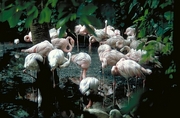 Flamingos Magnet
