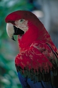 Greenwing Macaw Magnet