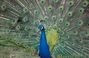 Peacock  Magnet