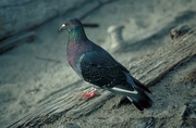  Pigeon Magnet