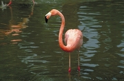 Pink Flamingos Magnet