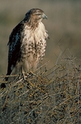  Red-tailed Hawk Magnet