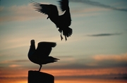 Seagull  Magnet